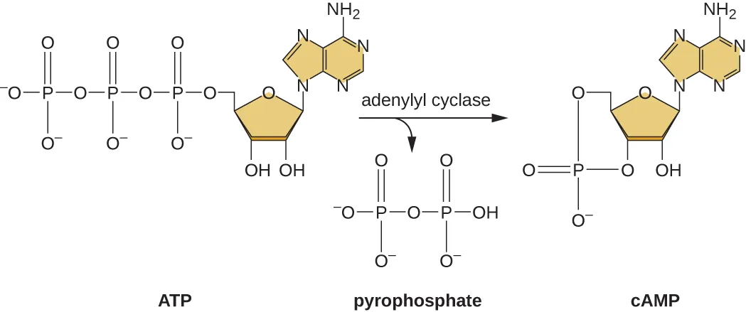 ATP contains 3 phosphate groups. Description below.