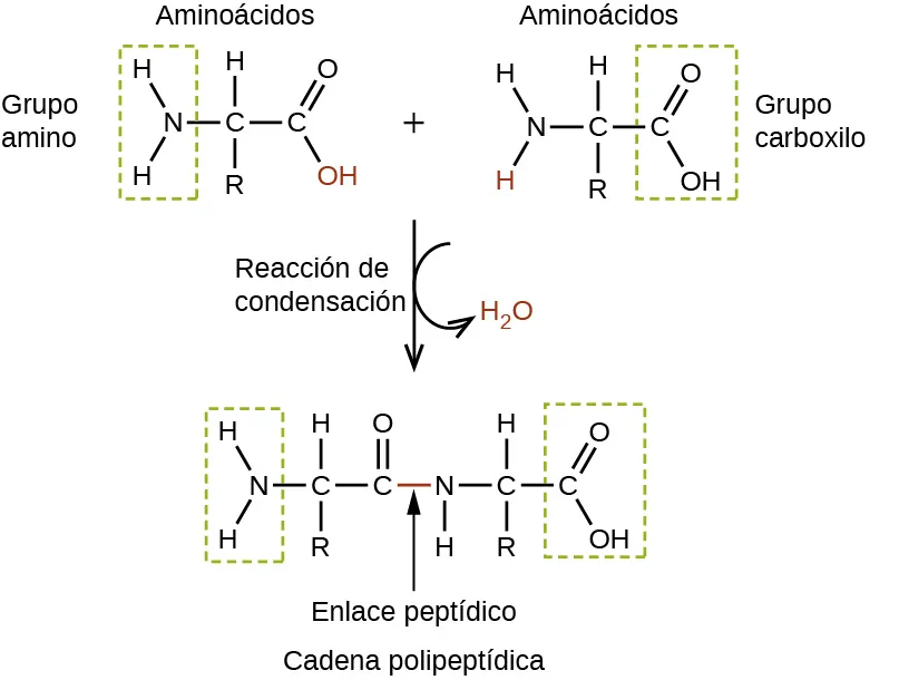 Esta figura muestra dos moléculas de aminoácidos. Estas moléculas tienen dos átomos de carbono con enlace sencillo a los que se une un grupo amino a la izquierda; el átomo de C a la derecha es un componente de un grupo carboxilo. El átomo de C en el centro tiene un grupo R enlazado por debajo y un átomo de H enlazado por encima. El aminoácido de la parte superior izquierda tiene un grupo amino identificado y encerrado en un rectángulo verde discontinuo. Este grupo está formado por un átomo de N con dos átomos de H enlazados. El aminoácido de la derecha tiene un grupo carboxilo identificado en un rectángulo verde discontinuo. Este grupo tiene un átomo de C al que se enlaza un grupo O H y un átomo de O doblemente enlazado. El aminoácido de la izquierda tiene el grupo O H abajo a la derecha en rojo. El aminoácido de la derecha tiene un átomo de H que está enlazado al átomo de N en rojo. Una flecha apunta hacia abajo y está marcada como reacción de condensación. Una flecha curva se extiende hacia abajo y a la derecha de la flecha hacia abajo; apunta al grupo H subíndice 2 O, que está en rojo. Debajo de la flecha hacia abajo aparece una única molécula de mayor tamaño. En las ubicaciones del grupo O H rojo y del átomo H, las moléculas de aminoácidos están enlazadas entre sí. Este enlace está marcado como enlace peptídico y la molécula más grande que se forma está marcada como cadena polipeptídica.