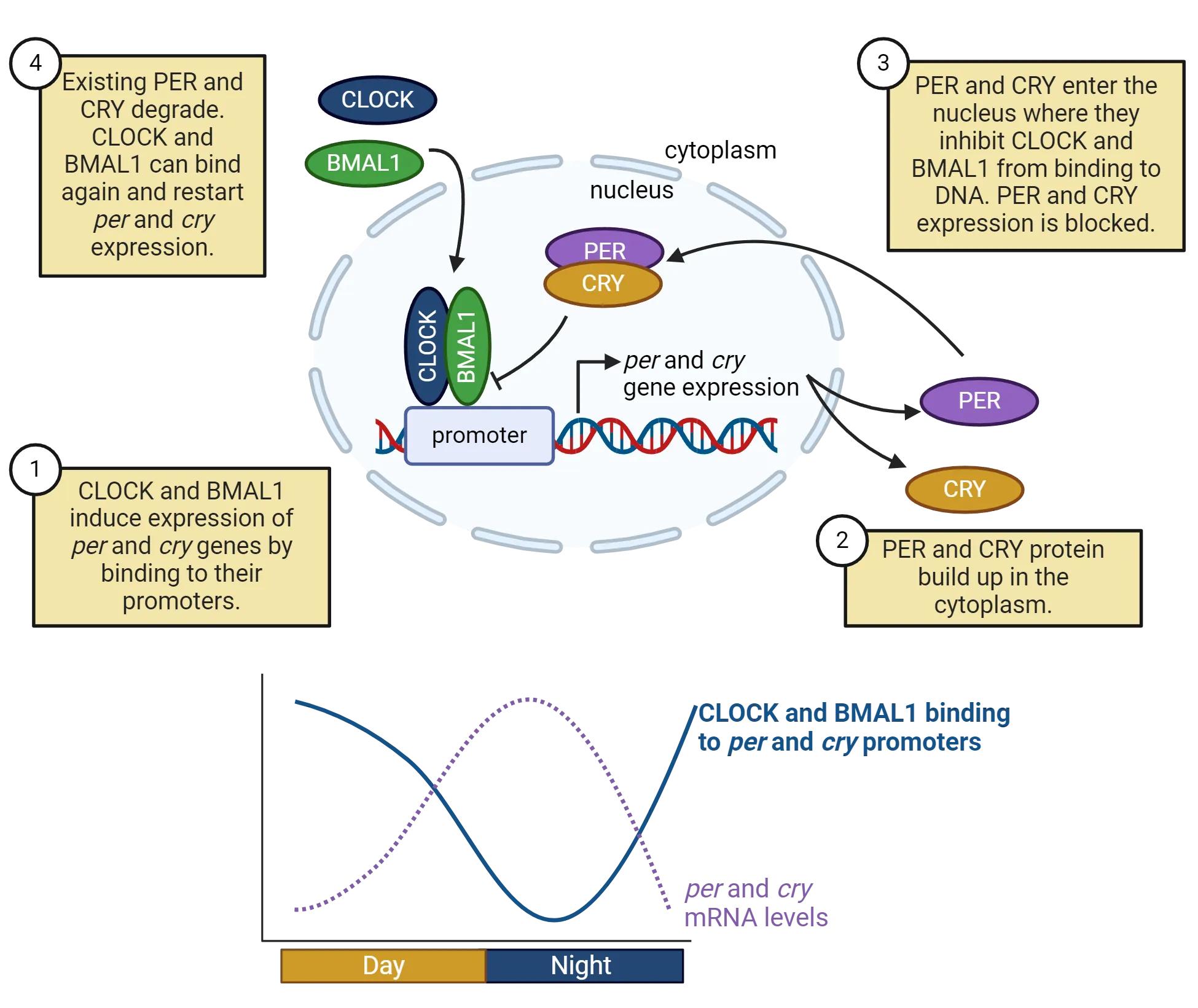 Top is a diagram of inside a cell, showing interactions between proteins and gene expression. 1) CLOCK and BMAL1 induce expression of per and cry genes by binding to their promoters. 2) PER and CRY protein build up in the cytoplasm. 3) PER and CRY enter the nucleus where they inhibit CLOCK and BMAL1 from binding to DNA. PER and CRY expression is blocked. 4) Existing PER and CRY degrade. CLOCK and BMAL1 can bind again and restart per and cry expression. Bottom is a line graph with day/night on the x-axis. Quantities of CLOCK/BMAL binding to per and cry promoters is shown as one curve and per and cry mRNA levels are another curve. The two curves fluctuate in opposition, with per/cry mRNA levels high at night and low during the day.