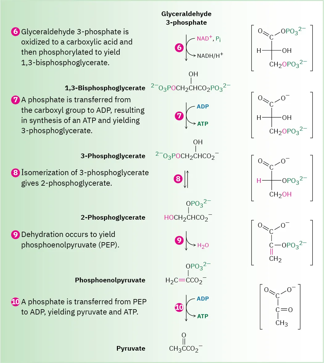 The remaining five steps of glucose catabolism. Glyceraldehyde-3-phosphate converts to 1,3-bisphosphoglycerate. 3-phosphoglycerate, 2-phosphoglycerate, phosphoenolpyruvate and pyruvate are formed in seventh, eighth, ninth and tenth steps, repectively.