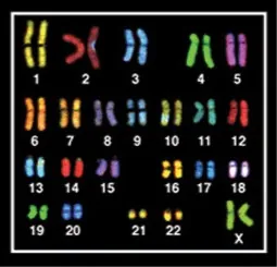 Pictured are 23 chromosome pairs.