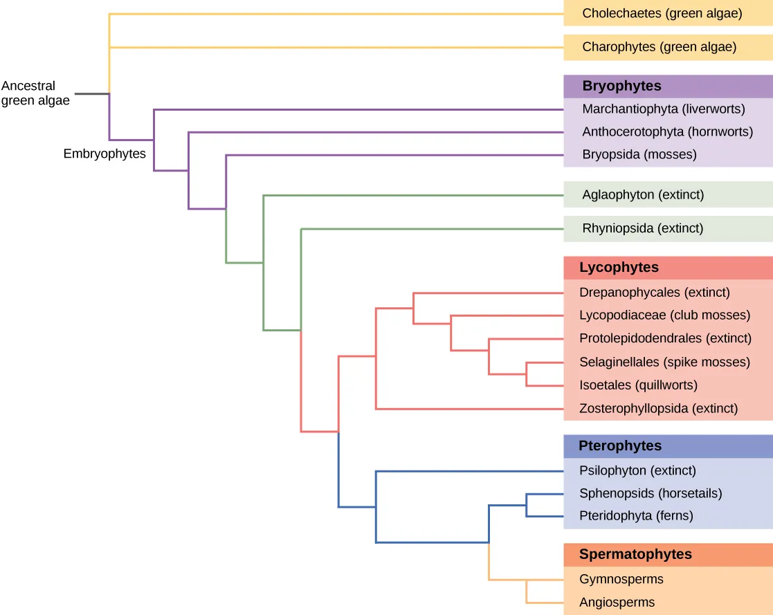 The image depicts a branching diagram (a tree-like structure) where the branches spread horizontally from a main ancestor on the left. On the right, organism names are labeled. The cascading branching starts with a single stem at the upper left corner labeled ‘Ancestral green algae’. This has a branching point giving rise to three horizontal branches. The top two branches extend all the way to the right and are labeled ‘Coleochaetes (green algae)’ and ‘Charophytes (green algae) from top to bottom. The third branch is a short branch labeled ‘Embryophytes’ on the left. It branches into two new branches. The top branch extends all the way to the right and is labeled Marchantiophyta (liverworts)’. The bottom branch divides into two additional branches, the top labeled Anthocerotophyta (hornworts)’. The bottom branch splits into two branches, the top labeled at the right ‘Bryopsida (mosses)’. The liverworts, hornworts, and mosses are collectively labeled Bryophytes. The bottom branch splits into additional two branches, the top labeled at the right ‘Aglaophyton (extinct)’. The bottom splits into two branches, labeled ‘Rhyniopsida (extinct)’, and one branch which splits again. The top branch splits into several branches which all end in several organisms collectively labeled ‘Lycophytes’. The order of organisms in this group from top to bottom is ‘Drepanophycales (exctinct); Lycopodiophyta (club moses)’; Protolepidodendrales (exctinct); Selaginellales (spike mosses); Isoetales (quillworts); Zosterophyllopsida (extinct). The bottom branch splits in two additional branches, the first labeled ‘Psilophyton (extinct)’, and the bottom splits again. The top branch gives rise to two branches that are labeled ‘Equisetopsida (horsetails)’; and ‘Pteriodophyta (ferns)'. The Psilophyton, Equisetopsida (horsetails), and Pteriodophyta (ferns) are collectively labeled Monilophytes. Finally the bottom branch splits into two branches, the top labeled ‘Gymnosperms’ and the bottom 'Angiosperms’. These are collectively labeled ‘Spermatophytes’.