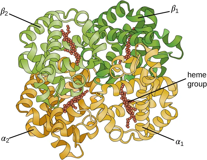 Hemoglobin molecule. Description below.