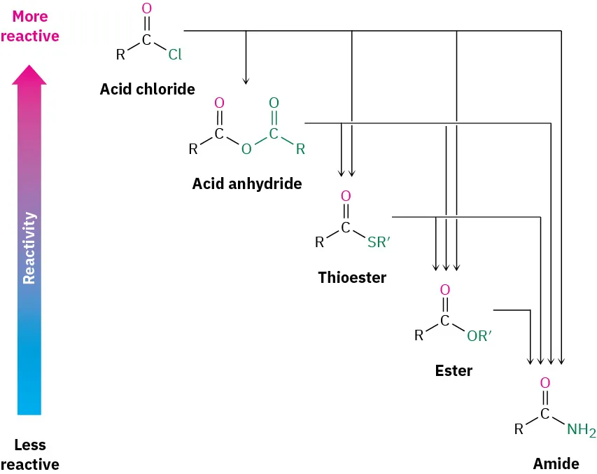 The vertical arrow shows the increasing reactivity of carboxylic acid derivatives from bottom to top. The arrow goes up from amide, to ester, thioester, acid anhydride, and acid chloride.