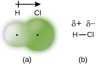 Se muestran dos diagramas marcados como "a" y "b". El diagrama a muestra una pequeña esfera etiquetada como "H" y una esfera más grande etiquetada como "C l" que se superponen ligeramente. Ambas esferas tienen un pequeño punto en el centro. El diagrama b muestra un H unido a un C l con un enlace simple. Sobre la H se escribe un dipolo y un signo positivo y sobre la C l se escribe un dipolo y un signo negativo. Una flecha apunta hacia la C l con un signo más en el extremo más alejado de la cabeza de la flecha cerca de la H.