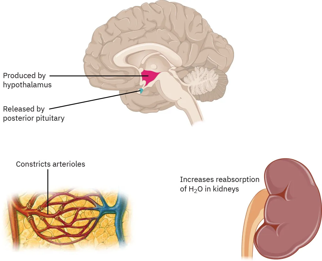 A color graphic depicting a brain, veins and capillaries, and a kidney. In the brain the hypothalamus and posterior pituitary are highlighted and labeled. In the veins and capillaries image the label "constricts arterioles" is included. And in the kidney there is the label "increases reabsorption of H2O in kidneys.