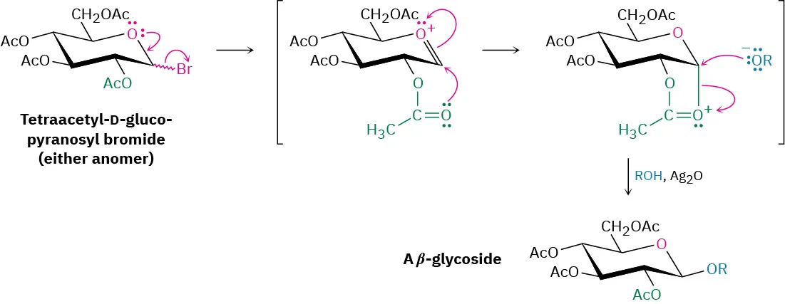Tetraacetyl-D-glucopyranosyl bromide undergoes the elimination of bromide and the anomeric cation is stabilized by neighboring C 2 acetyl. Alcohol displacement of the oxonium ion gives a beta-glycoside.