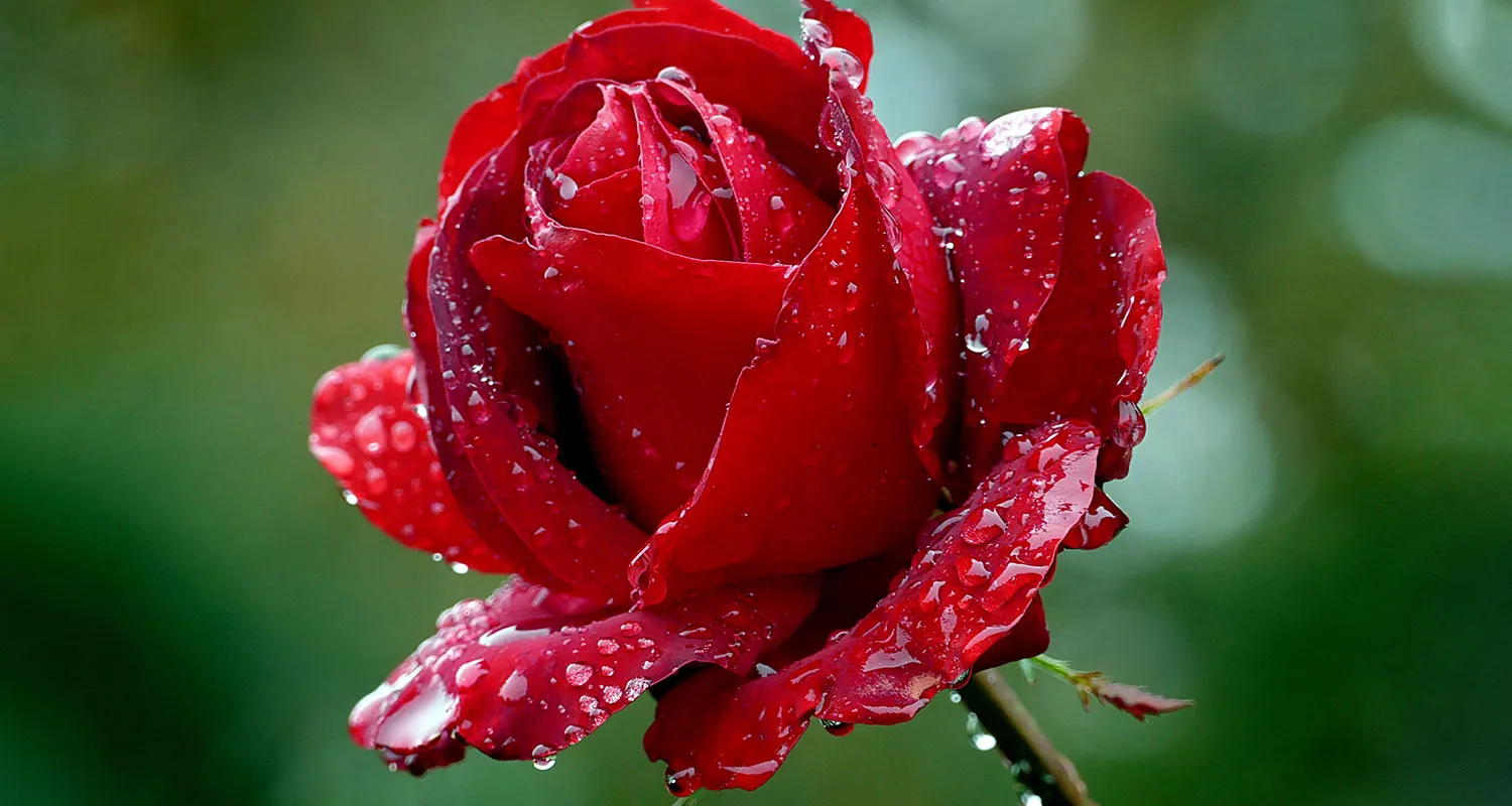 A photo of a red rose on which water droplets are visible.