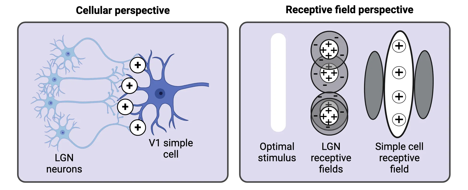 Left is Cellular perspective. A V1 simple cell is shown getting excitatory input from 4 LGN neurons. Right is receptive field perspective. A bar of light is shown as optimal stimulus. Four LGN receptive field with excitatory center and inhibitory surround align in parallel with the optimal stimulus bar in their center. Right of that, a simple cell receptive field is shown, with large white central oval being excited and smaller gray ovals at rest on each side.