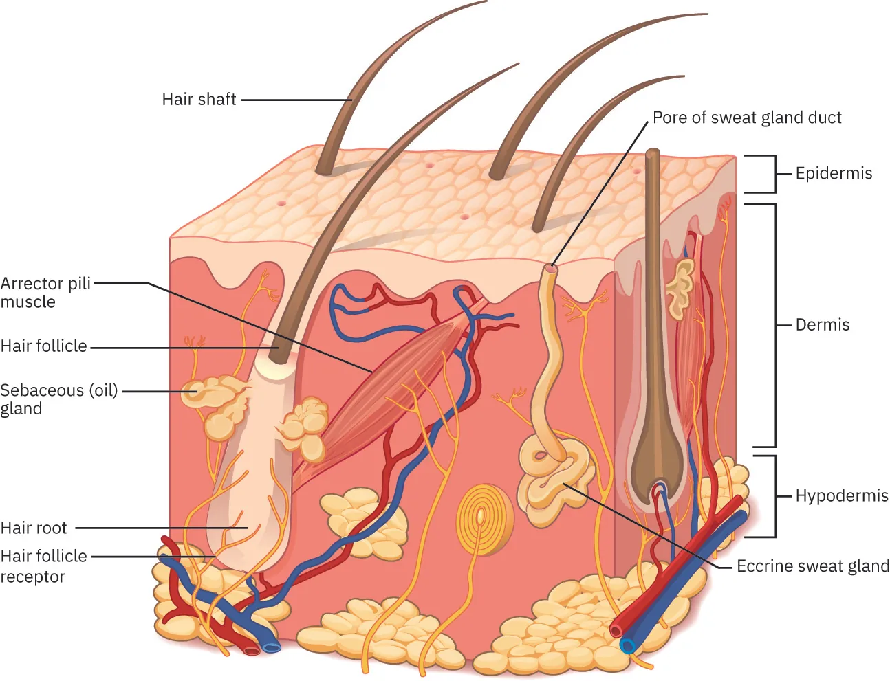 Diagram of skin with labels showing hair shaft, arrector pili muscle, hair follicle, sebaceous (oil) land, hair root, hair follicle receptor, pore of sweat gland duct, epidermis, dermis, hypodermis, and eccrine sweat gland