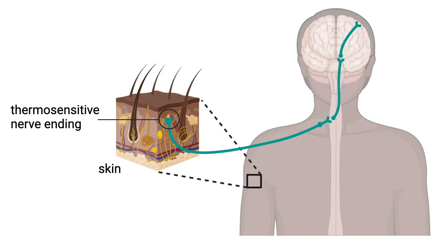 Peripheral nerve endings with thermosensitive channels send information to the spinal cord and then to the brain. Diagram of a sensory neuron with thermosensitive nerve ending in a block of skin sending input to a spinal cord neuron, which in turn connects to a neuron in the middle of the brain, which then sends a connection out to the lateral surface of the brain.