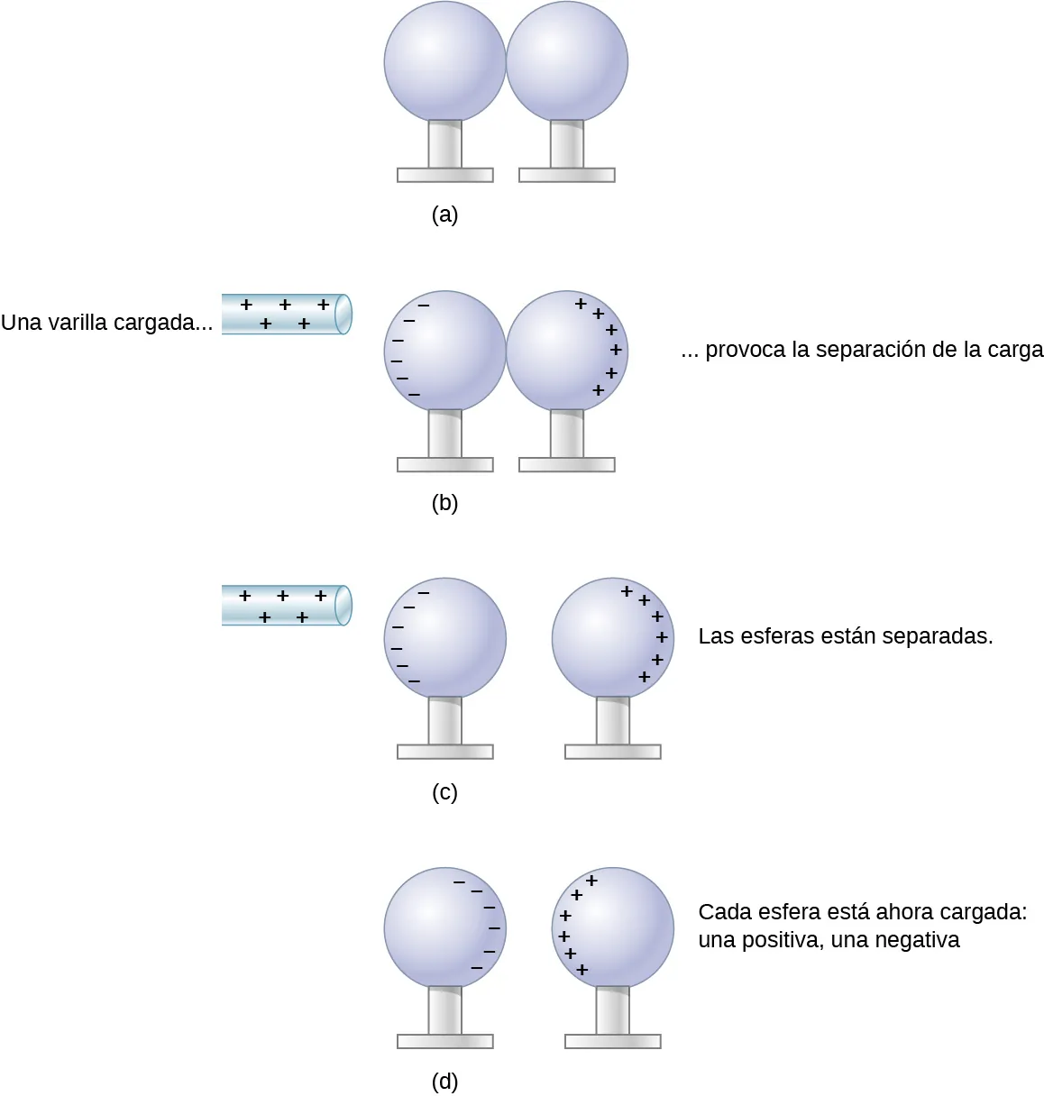 En la parte a, un par de esferas de metal neutras están en contacto. En la parte b, una varilla con carga positiva está cerca de la superficie de una de las esferas. Los signos negativos se muestran en esta superficie cerca de la varilla y los signos positivos se muestran en la parte más alejada de la superficie de la otra esfera. La varilla cargada provoca la separación de la carga. En la parte c, la varilla cargada positivamente está cerca de las esferas, y estas no están en contacto. Como en la figura b, la superficie exterior de la esfera más cercana a la varilla tiene signos negativos y la superficie lejana de la otra esfera tiene signos positivos. En la parte d, no se muestra la varilla de vidrio. Las cargas están ahora en las superficies interiores de las esferas de metal. Una esfera tiene signos negativos y la otra tiene signos positivos enfrentados.