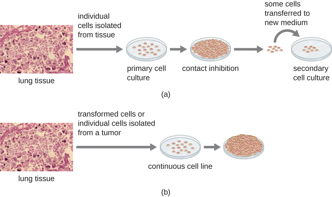Primary culture vs. continuous cell line. Description below.
