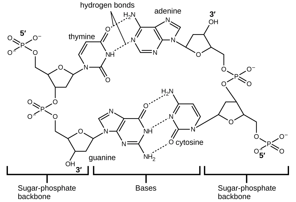 A large Lewis structure is shown. The top left corner of this structure, labeled “5, prime,” shows a phosphorus atom single bonded to three oxygen atoms, one of which has a superscripted negative charge, and double bonded to a fourth oxygen atom. One of the single bonded oxygen atoms is single bonded to the left corner of a five-membered ring with an oxygen atom at its top point and which is single bonded to an oxygen atom on the bottom left. This oxygen atom is single bonded to a phosphorus atom that is single bonded to two other hydrogen atoms and double bonded to a fourth oxygen atom. The lower left of these oxygen atoms is single bonded to another oxygen atom that is single bonded to a five-membered ring with an oxygen in the upper bonding site. The bottom left of this ring has a hydroxyl group attached to it while the upper right carbon is single bonded to a nitrogen atom that is part of a five-membered ring bonded to a six-membered ring. Both of these rings have points of unsaturation and nitrogen atoms bonded into their structures. On the right side of the six-membered ring are two single bonded amine groups and a double bonded oxygen. Three separate dotted lines extend from these sites to corresponding sites on a second six-membered ring. This ring has points of unsaturation and a nitrogen atom in the bottom right bonding position that is single bonded to a five-membered ring on the right side of the image. This ring is single bonded to a carbon that is single bonded to an oxygen that is single bonded to a phosphorus. The phosphorus is single bonded to two other oxygen atoms and double bonded to a fourth oxygen atom. This group is labeled “5, prime.” The five-membered ring is also bonded on the top side to an oxygen that is bonded to a phosphorus single bonded to two other oxygen atoms and double bonded to a fourth oxygen atom. The upper left oxygen of this group is single bonded to a carbon that is single bonded to a five-membered ring with an oxygen in the bottom bonding position. This ring has a hydroxyl group on its upper right side that is labeled “3, prime” and is bonded on the left side to a nitrogen that is a member of a five-membered ring. This ring is bonded to a six-membered ring and both have points of unsaturation. This ring has a nitrogen on the left side, as well as an amine group, that have two dotted lines leading from them to an oxygen and amine group on a six membered ring. These dotted lines are labeled “Hydrogen bonds.” The six membered ring also has a double bonded oxygen on its lower side and a nitrogen atom on its left side that is single bonded to a five-membered ring. This ring connects to the two phosphate groups mentioned at the start of this to form a large circle. The name “guanine” is written below the lower left side of this image while the name “cytosine” is written on the lower right. The name “thymine” is written above the right side of the image and “adenine” is written on the top right. Three sections are indicated below the images where the left is labeled “Sugar, dash, phosphate backbone,” the middle is labeled “Bases” and the right is labeled “Sugar, dash, phosphate backbone.”