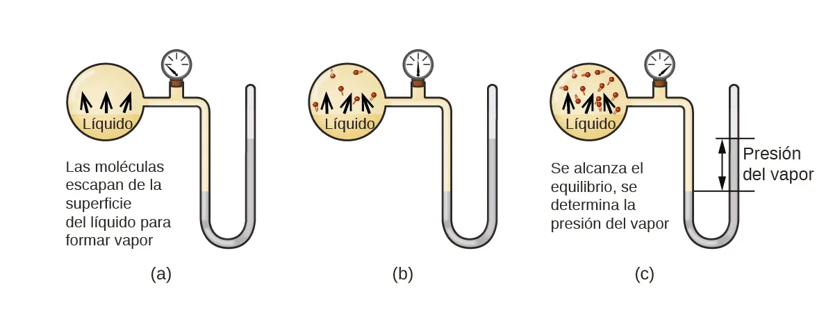 Se muestran tres imágenes marcadas como "a", "b" y "c". Cada imagen muestra una bombilla redonda conectada a la derecha a un tubo que es horizontal, luego se dobla verticalmente, se curva y vuelve a ser vertical para hacer una forma de U. En la parte horizontal del tubo se encuentra una válvula. La imagen a muestra un líquido en el bulbo, marcado como "Líquido", y flechas orientadas hacia arriba que se alejan de la superficie del líquido. Debajo de la bombilla se lee la frase "Las moléculas escapan de la superficie y forman vapor", y se muestra un líquido gris en la porción en forma de U del tubo a igual altura en los lados derecho e izquierdo. La imagen b muestra un líquido en el bulbo, marcado como "Líquido", y flechas orientadas hacia arriba que se alejan de la superficie del líquido hacia las moléculas dibujadas en la parte superior del bulbo. Un líquido gris en la parte en forma de U del tubo se muestra ligeramente más alto en el lado derecho que en el izquierdo. La imagen c muestra un líquido en el bulbo, marcado como "Líquido", y flechas orientadas hacia arriba que se alejan de la superficie del líquido hacia las moléculas dibujadas en la parte superior del bulbo. Hay más moléculas presentes en c que en b. La frase "Equilibrio alcanzado, presión de vapor determinada" está escrita debajo del bulbo y un líquido gris en la porción en forma de U del tubo se muestra más arriba en el lado derecho. Se traza una línea horizontal a nivel de cada uno de estos niveles de líquido y se marca la distancia entre las líneas con una flecha de doble punta. Esta sección está marcada con la frase "Presión de vapor".