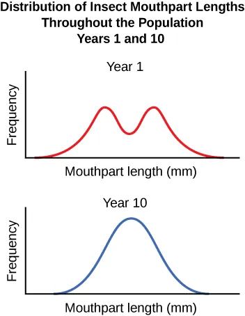 Two graphs are shown with frequency on the y-axis and mouthpart length, in millimeters, on the x-axis. In year 1, the mouthpart length plot showed 2 peaks, separated by an area of lower mouthpart length, between the two peaks. This valley is located near the center of the x-axis. In year 10, the mouthpart length showed a bell-shaped curve that peaked at the middle mouthpart length.