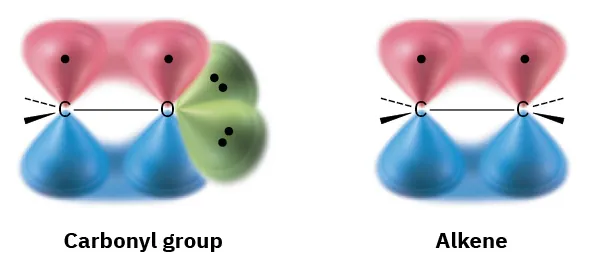 The orbital representation of carbonyl group and alkene. The electrostatic potential map demonstrates the likeness between the carbonyl group's double bonds and highlights nonbonding electron pairs on the oxygen atom.