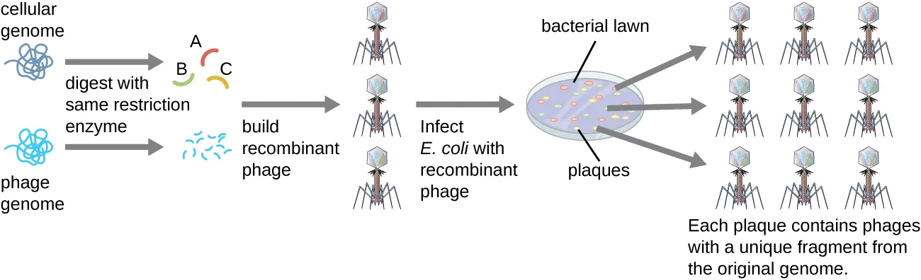 A diagram showing the production of a phage library. Description below.