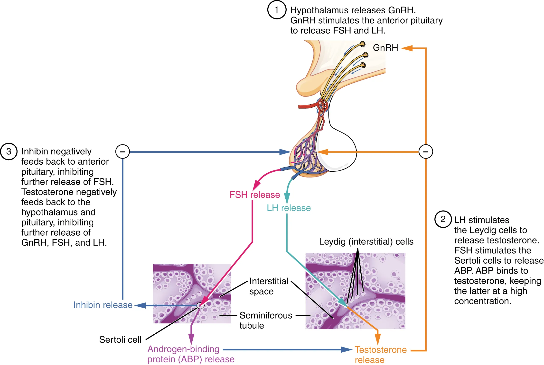 This figure shows the steps in the regulation of testosterone production. The top panel shows the hypothalamus and the bottom panel shows two micrographs. The left micrograph is that of sertoli cells and the right micrograph is that of Leydig cells.