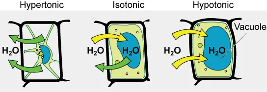The left part of this image shows a plant cell bathed in a hypertonic solution so that the plasma membrane has pulled away completely from the cell wall, and the central vacuole has shrunk. Water moves out of the plant cell. The middle part shows a plant cell bathed in an isotonic solution; the plasma membrane has pulled away from the cell wall a bit, and the central vacuole size is unchanged. Water moves both in and out of the plant cell. The right part shows a plant cell in a hypotonic solution. The central vacuole is large, and the plasma membrane is pressed against the cell wall. Water is moving into the plant cell.