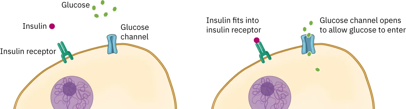 Diagram showing how Insulin fits into insulin receptor od a cell and Glucose channel opens to allow glucose to enter.