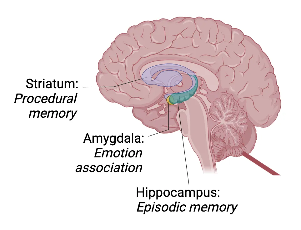 Diagram of a human brain showing the location of major systems associated with memory. Striatum in middle of brain: procedural memory. Amygdala in temporal lobe: emotion association. Hippocampus in temporal lobe: Episodic memory.