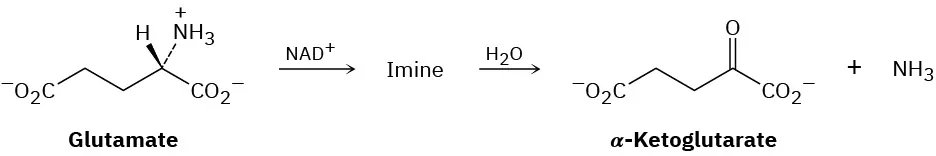 The reaction shows the conversion of glutamate with N A D plus to form an imine, which yields alpha-ketoglutarate and ammonia on reaction with water.