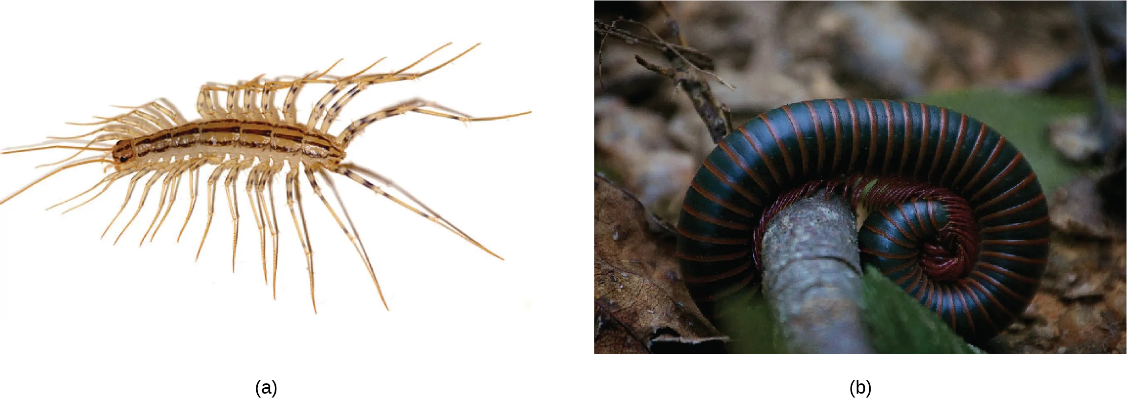 (a) Centipede Scutigera coleoptrata, with 15 pairs of legs, tan body with brown stripes along the length. (b) North American millipede Narceus americanus, with hundreds of legs, cylindrical black body, and brown rings separating segments.