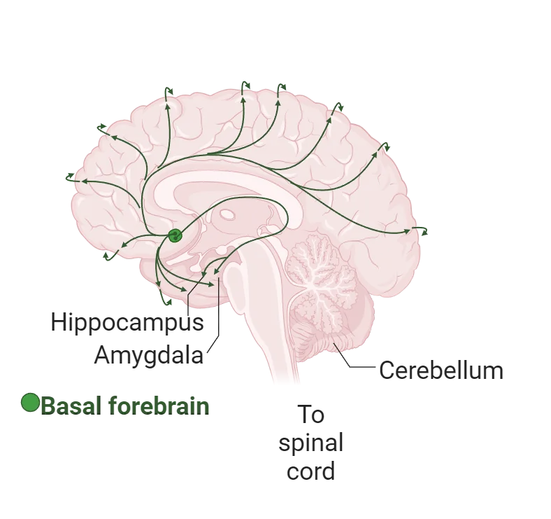Diagram of a human brain with networks of acetylcholine projections throughout the cortex. Cell bodies are concentrated in the basal forebrain.