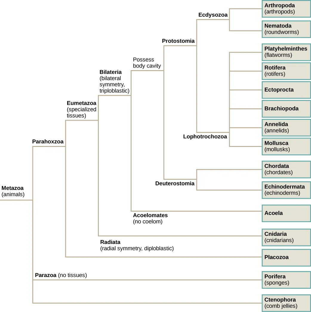 The phylogenetic tree of metazoans, or animals, branches into parazoans with no tissues (sponges) together with Ctenophora as sister branches, and Parahoxozoa which branches into Placozoa and Eumetazoans with specialized tissues. Eumetazoans branch into Radiata, diploblastic animals with radial symmetry, and Bilateria, triploblastic animals with bilateral symmetry. Radiata includes cnidarians. Bilateria branches into Acoela, which have no body cavity, and Protostomia and Deuterostomia, which possess a body cavity. Deuterostomes include chordates and echinoderms. Protostomia branches into Lophotrochozoa and Ecdysozoa. Ecdysozoa includes arthropods and nematodes, or roundworms. Lophotrochozoa includes Mollusca, Annelida, Brachopoda, Ectoprocta, Rotifera, and Platyhelminthes.