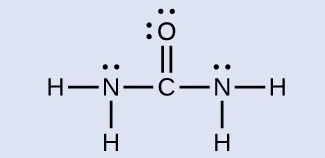 A Lewis structure is shown in which a carbon atom is double bonded to an oxygen atom that has two lone pairs of electrons. The carbon atom forms single bonds to two nitrogen atoms. Each nitrogen is single bonded to two hydrogen atoms, and each nitrogen atoms has one lone pair of electrons.