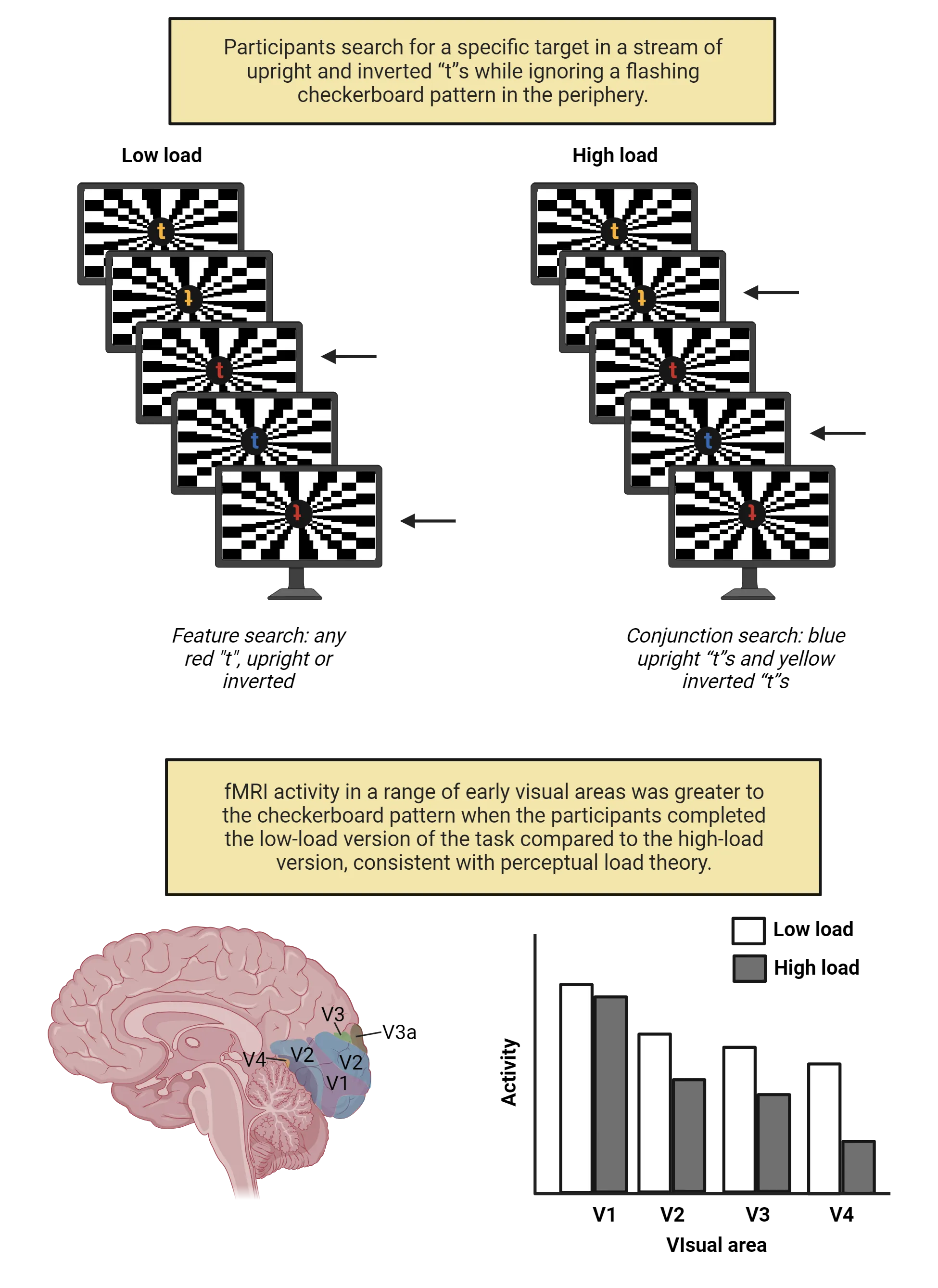Top: A diagram of the stimuli presented in the perceptual load experiment described in the main text. Participants search for a specific target in a stream of upright and inverted “t”s while ignoring a flashing checkerboard pattern in the periphery. Bottom: A diagram of a human brain with V1-V4 regions highlighted plus a bar graph showing fMRI activity in a range of early visual areas was greater to the checkerboard pattern when the participants completed the low-load version of the task compared to the high-load version, consistent with perceptual load theory.