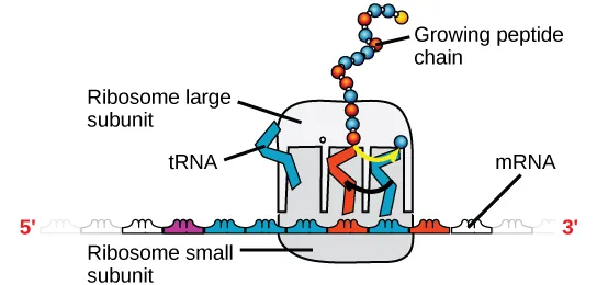 An illustration of a ribosome is shown. mRNA sits between the large and small subunits. tRNA molecules bind the ribosome and add amino acids to the growing peptide chain.