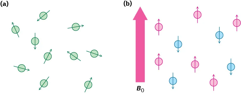 A) Spheres representing nuclei with arrows to represent spin, arranged randomly. B) Upward arrow labeled B 0; red and blue spheres have arrows pointing upward and downward respectively.