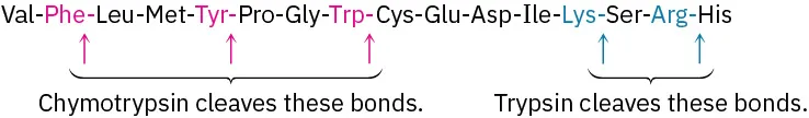 The enzymatic cleavage chain of a peptide. Chymotrypsin cleaves the amide bonds of phenylalanine, tyrosine, and tryptophan. Trypsin cleaves the amide bonds of lysine and arginine.