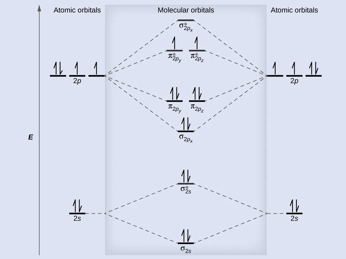 A diagram is shown that has an upward-facing vertical arrow running along the left side labeled, “E.” At the bottom center of the diagram is a horizontal line labeled, “sigma subscript 2 s,” that has two vertical half arrows drawn on it, one facing up and one facing down. This line is connected to the right and left by upward-facing, dotted lines to two more horizontal lines, each labeled, “2 s,” and with two vertical half arrows drawn on them, one facing up and one facing down. These two lines are connected by upward-facing dotted lines to another line in the center of the diagram, but farther up from the first and labeled, “sigma subscript 2 s superscript asterisk.” This horizontal line has two vertical half-arrow drawn on it, one facing up and one facing down. Moving further up the center of the diagram is a horizontal line labeled, “sigma subscript 2 p subscript x,” which lies below two horizontal lines, lying side-by-side, and labeled “pi subscript 2 p subscript y,” and “pi subscript 2 p subscript z.” Both the bottom and top lines are connected to the right and left by upward-facing, dotted lines to three more horizontal lines, each labeled, “2 p,” on either side. These sets of lines each hold three upward-facing and one downward-facing half-arrow. They are connected by upward-facing dotted lines to another single line and then pair of double lines in the center of the diagram, but farther up from the lower lines. They are labeled, “sigma subscript 2 p subscript x superscript asterisk,” “pi subscript 2 p subscript y superscript asterisk,” and “pi subscript 2 p subscript z superscript asterisk,” respectively. The lower of these two central, horizontal lines each contain one upward-facing half-arrow. The left and right sides of the diagram have headers that read, ”Atomic orbitals,” while the center header reads, “Molecular orbitals.”
