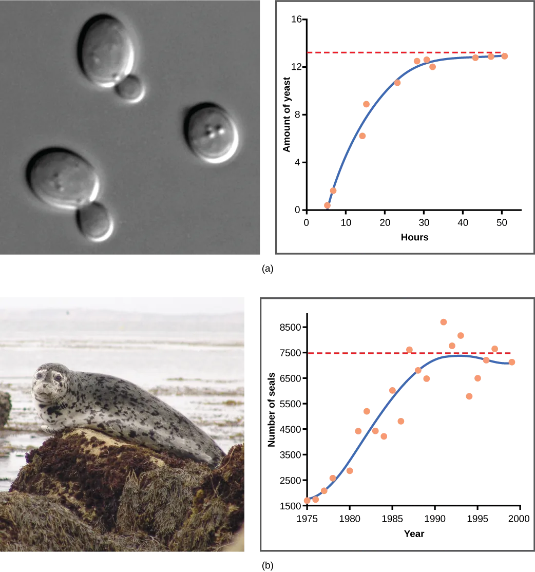 Graph (a) plots amount of yeast versus time of growth in hours. The curve rises steeply, and then plateaus at the carrying capacity. Data points tightly follow the curve. Graph (b) plots the number of harbor seals versus time in years. Again, the curve rises steeply then plateaus at the carrying capacity, but this time there is much more scatter in the data. A micrograph of yeast cells, which are oval in shape, and a photo of a harbor seal are shown.