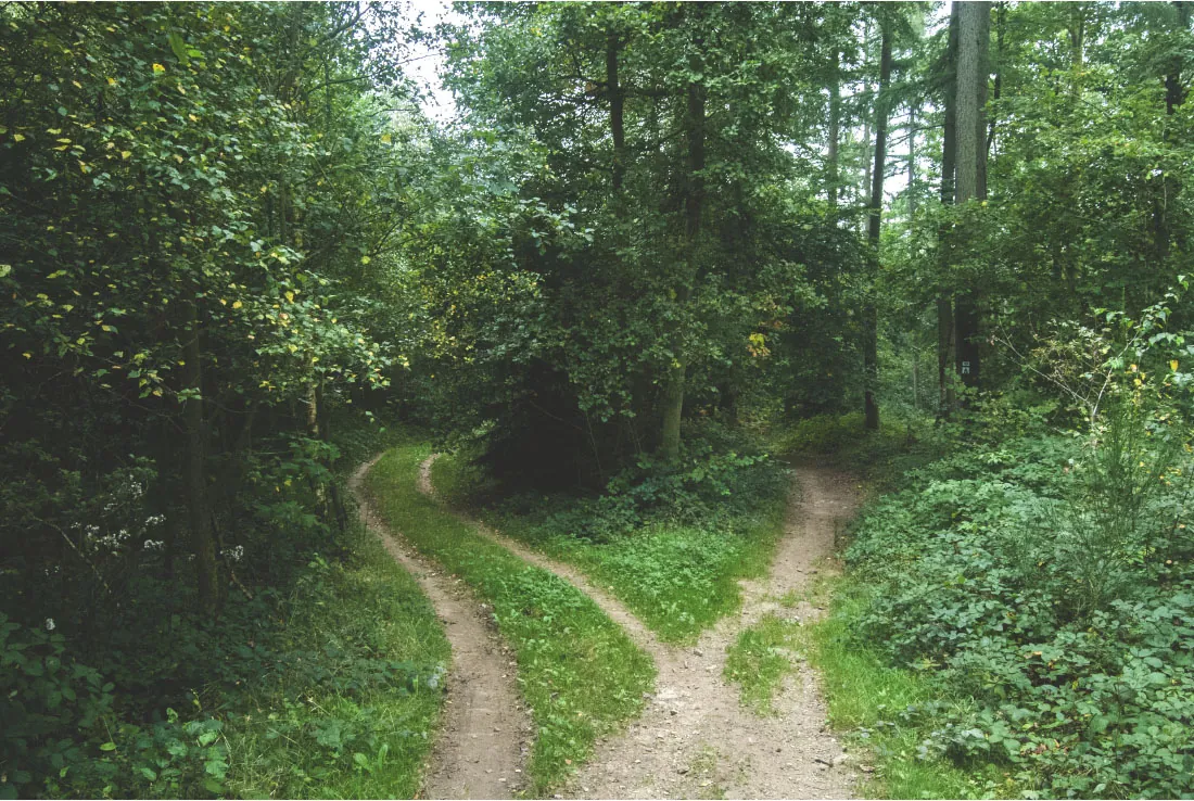 Photo of path in the woods splitting into two separate paths.