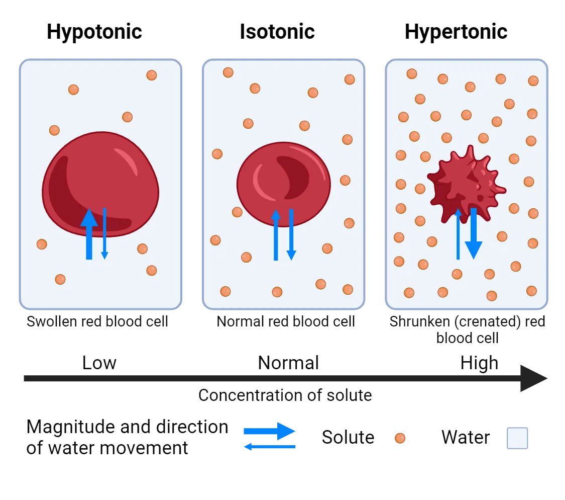 Diagrams of red blood cell responses to hypotonic, isotonic and hypertonic solutions. Hypotonic: low solute concentration, water moves in cell, swollen red blood cell. Isotonic: normal solute concentration, normal red blood cell. Hypertonic: high solute concentration, water moves out of cell, shrunken (crenated) red blood cell.