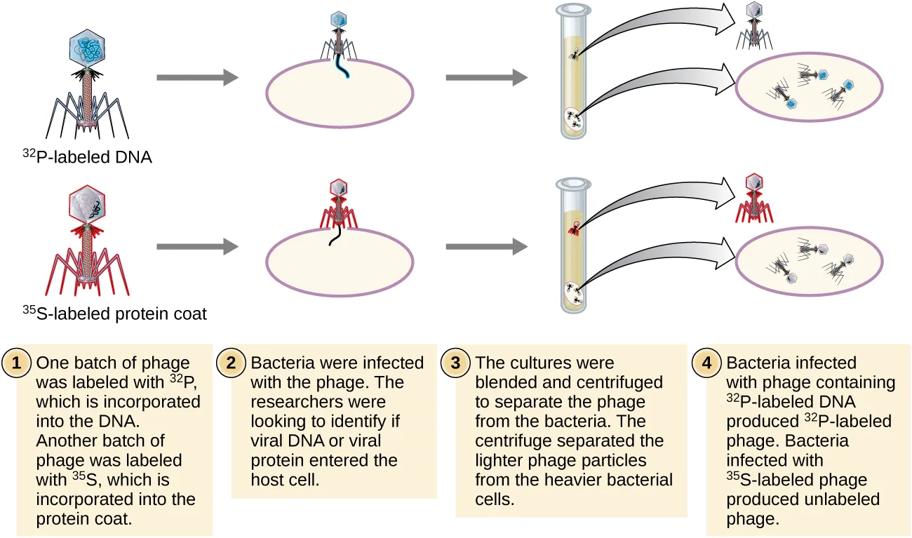 Diagram of Hershey Chase experiment. Description below.