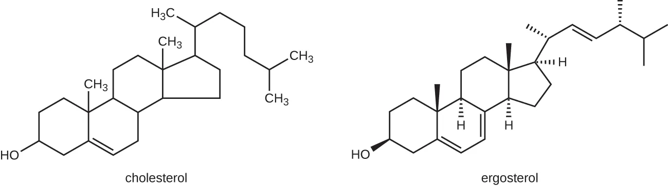 Cholesterol and ergosterol both have 4 fused carbon rigns with a chain of carbons off the top ring. The differences are the placements of a few double bonds.