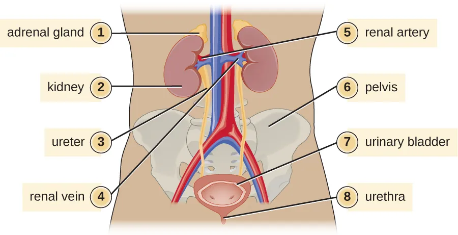 A diagram of the urinary system. Description below.