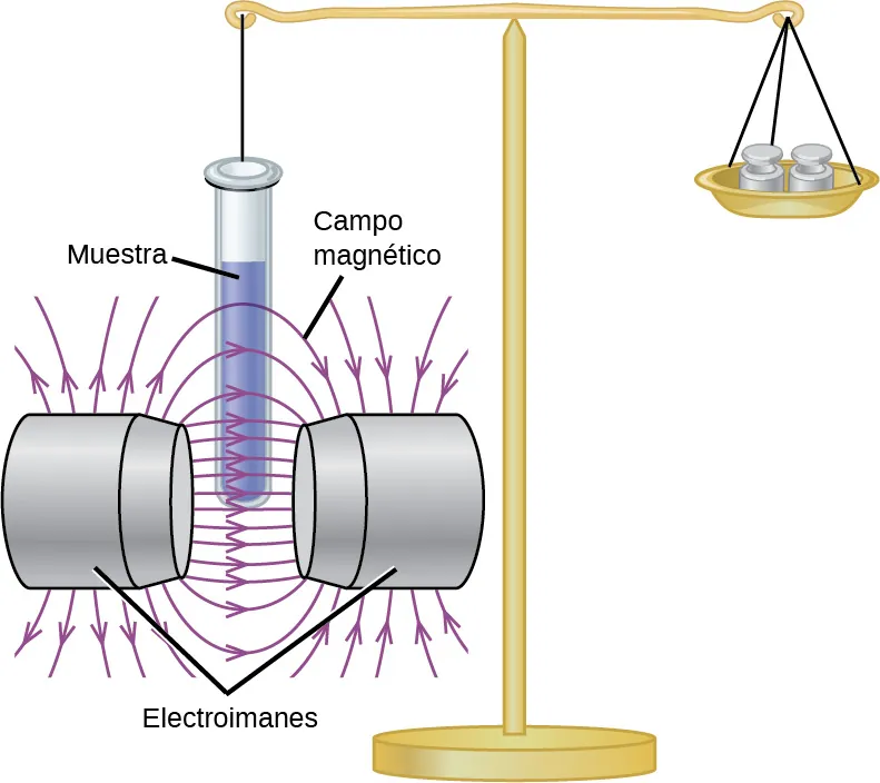 Este diagrama muestra un soporte que sostiene dos objetos que se mantienen en equilibrio mediante una barra horizontal. A la derecha, la barra soporta un plato que sostiene dos pesas. A la izquierda hay una línea unida a un tubo de ensayo con la etiqueta "Tubo de muestra". El tubo de ensayo se bajó al espacio marcado como "Campo magnético", entre dos estructuras marcadas como "Electroimanes".