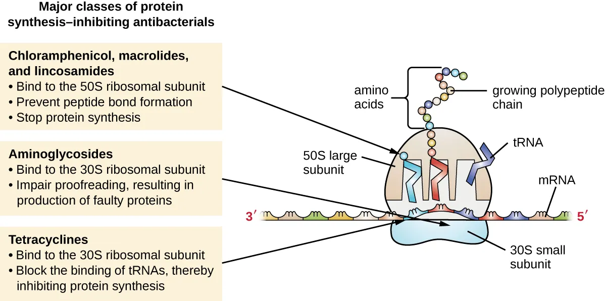 Major classes of protein synthesis-inhibiting antibacterials. Description below.