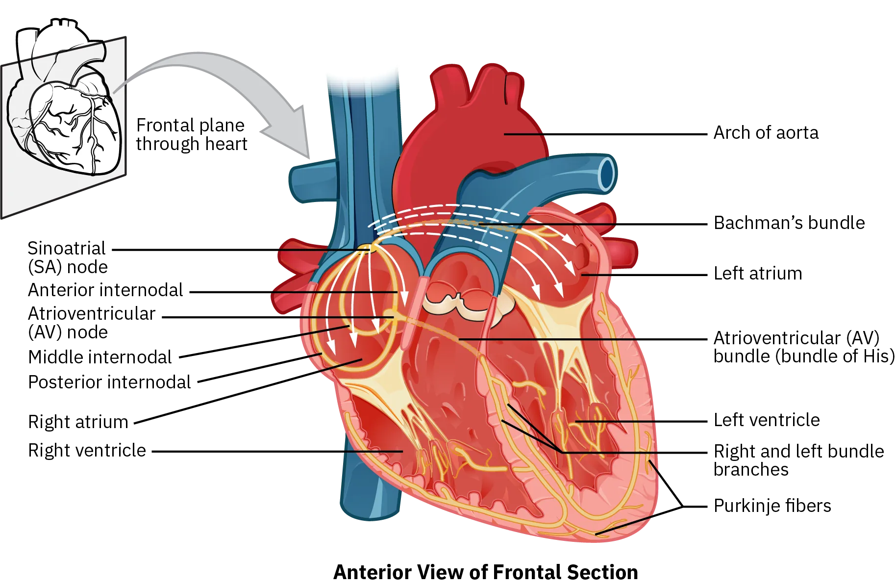 A diagram of anterior view of the frontal section of the heart with the major parts labeled.