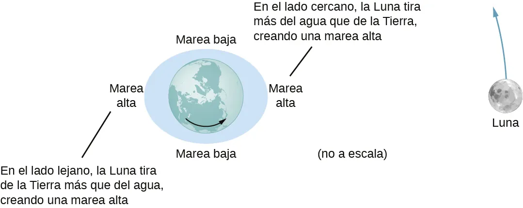 La figura es una ilustración de la Tierra centrada en una elipse exagerada cuyo eje mayor es horizontal. La luna se muestra a la derecha de la tierra, moviéndose en sentido contrario a las agujas del reloj. El lado izquierdo de la elipse está etiquetado como “marea alta”, con una nota que dice: “En el lado lejano, la Luna ejerce una fuerza gravitacional sobre la Tierra más que el agua, lo que crea una marea alta”. El lado derecho de la elipse está etiquetado como “marea alta”, con una nota que dice: “En el lado cercano, la Luna ejerce una fuerza gravitacional sobre el agua más que la Tierra, lo que crea una marea alta”. La parte superior e inferior de la elipse están etiquetadas como "Marea baja"