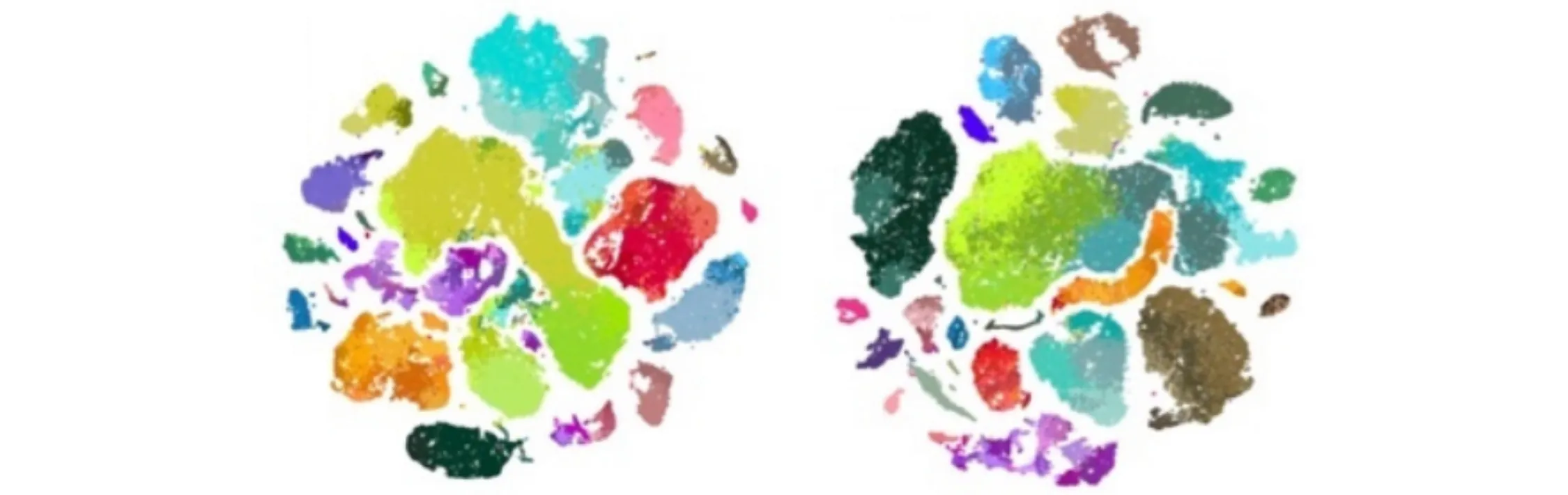 Individual dots represent individual cells isolated from post-mortem motor cortex of humans (left) and marmoset monkeys (right). Dots are grouped into clusters of similar cells based on their global mRNA expression (their transcriptome). There are more than a dozen clusters, each with a unique color, in a cloud-like array.