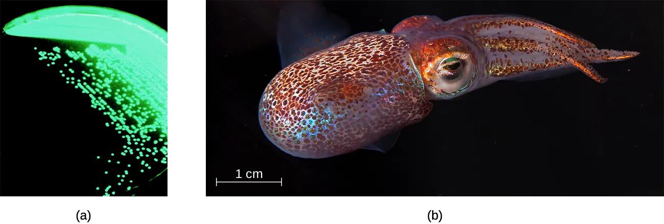 Bioluminescent bacterium on a squid. Description in caption below.