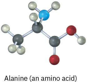 Ball and stick model of a three carbon chain; C 1 is carboxyl, C 2 has an N H 2 substituent. 
