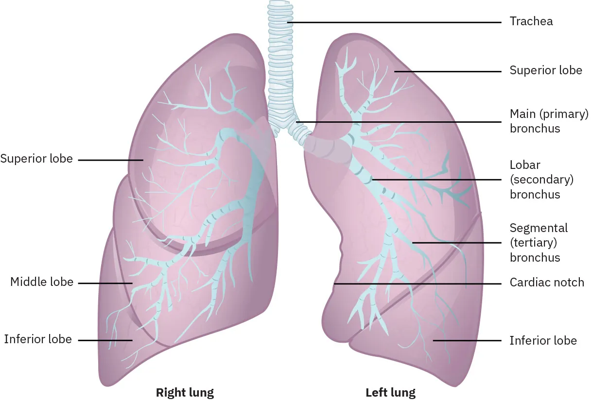 Diagram of right lung and left lung labeling trachea, superior lobe, main (primary) bronchus, lobar (secondary) bronchus, segmental (tertiary) bronchus, cardiac notch, inferior lobe, superior lobe, middle lobe, inferior lobe.
